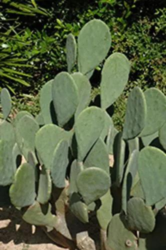 Spineless Prickly Pear