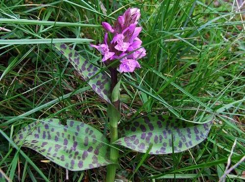 Heath Spotted-orchid