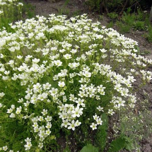 Saxifraga Rosacea