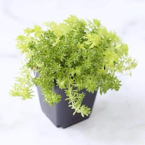 Golden Moss