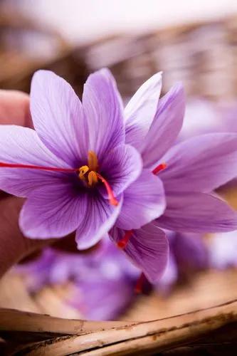 Indian Saffron