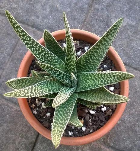 Gasterhaworthia