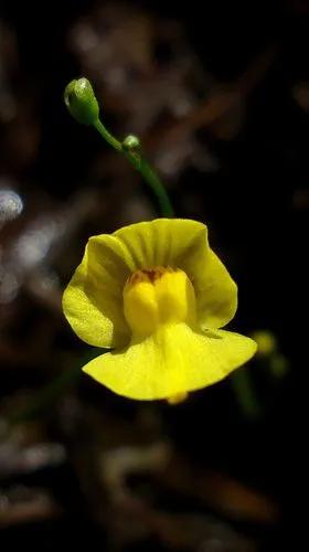 Utricularia