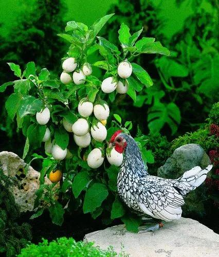 Easter Eggplant