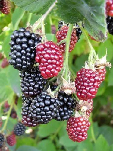 Rubus 'adrienne'