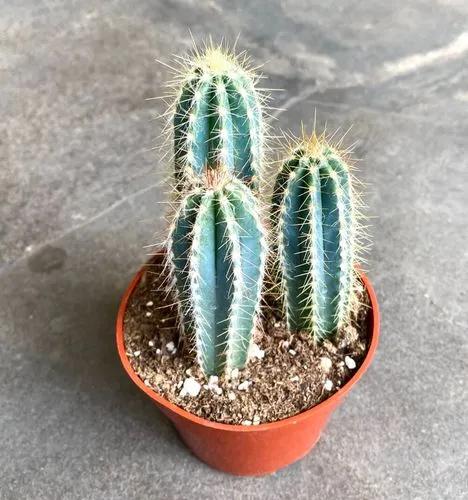 Tree Cactus