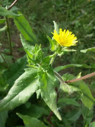 Bristly Oxtongue