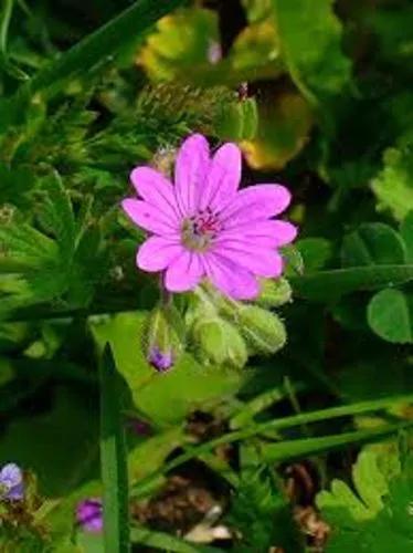 Dove'S-Foot Crane'S-Bill