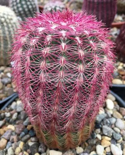 Rainbow Cactus