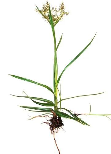 Cyperus Esculentus