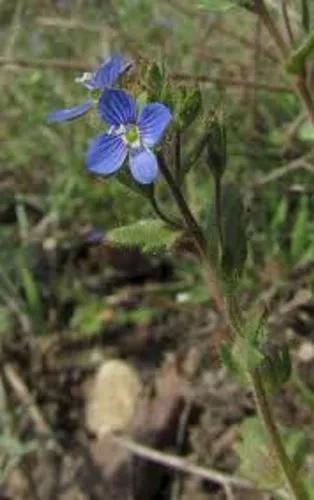 Breckland Speedwell