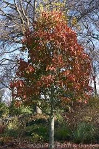 Asian Maple