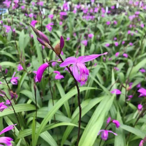 Chinese Ground Orchid