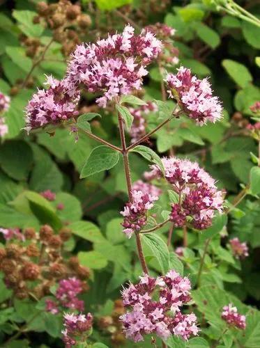 Origanum, Wild Marjoram
