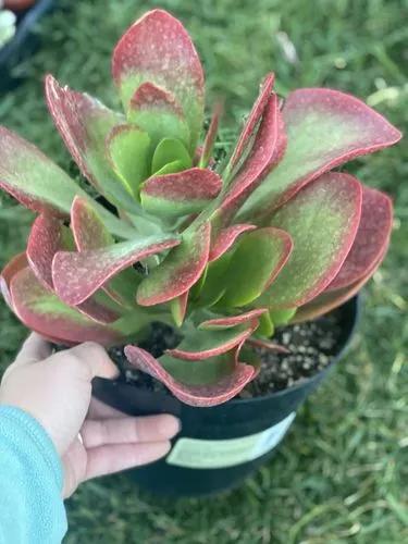 Kalanchoe 'Dragonfire' Hybrid