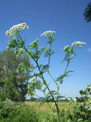 Chaerophyllum Bulbosum