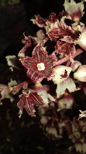 Acropogon Jaffrei