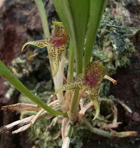 Dryadella Popayanensis