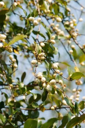 Albino-berry