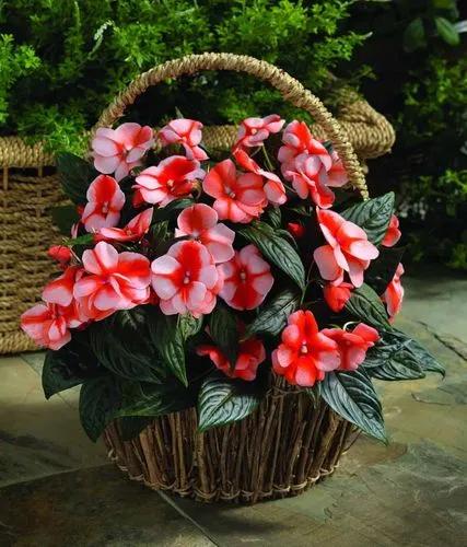 New guinea impatiens