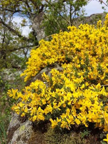 Hairy Greenweed