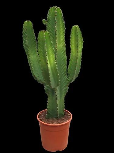 Cactus Euphorbia