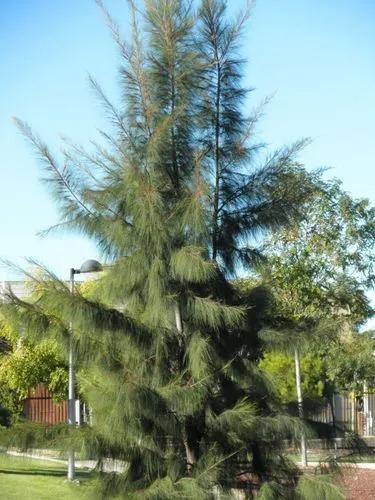 Australian Pine Tree