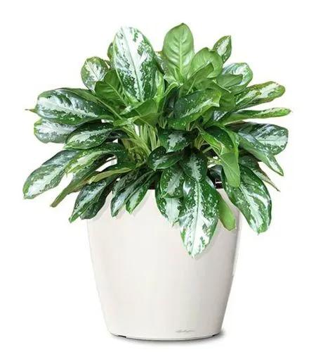 Aglaonema Key Largo
