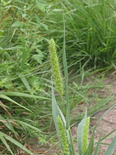 Foxtail Bristle-grass