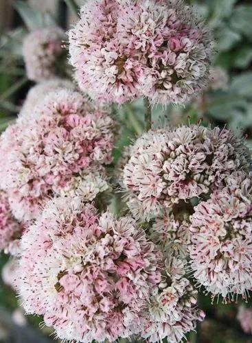 California wild buckwheat