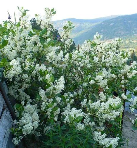 Snowbrush Ceanothus