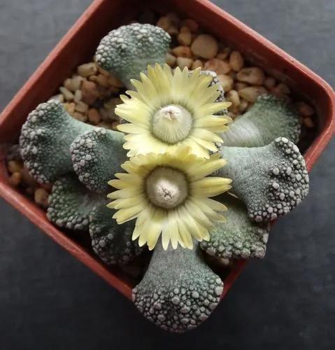 Titanopsis Fulleri