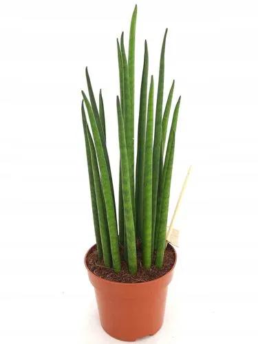 Sansevieria Bacularis 'Mikado'
