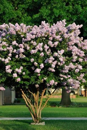 Crepe-myrtle