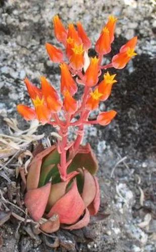 Dudleya Cymosa