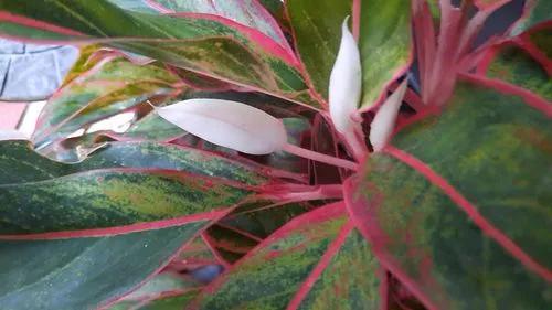 Aglaonema Susane