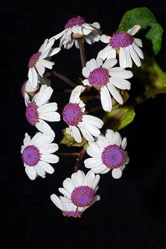 Pericallis Webbii