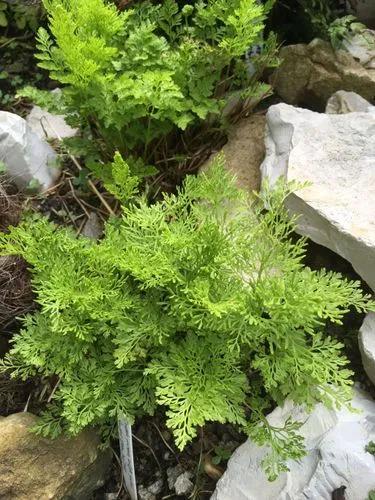 Parsley Fern