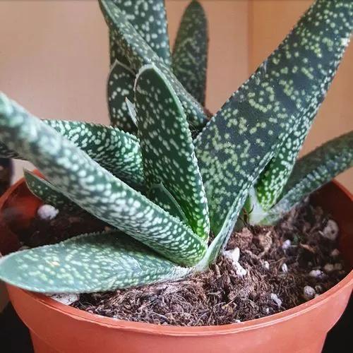 Gasteria Pillansii