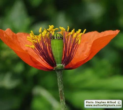 Poppy Pinnatifldum