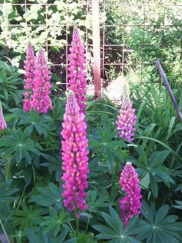 Washington lupin