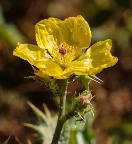 Argemone Mexicana