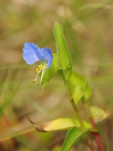 Commelina Communis