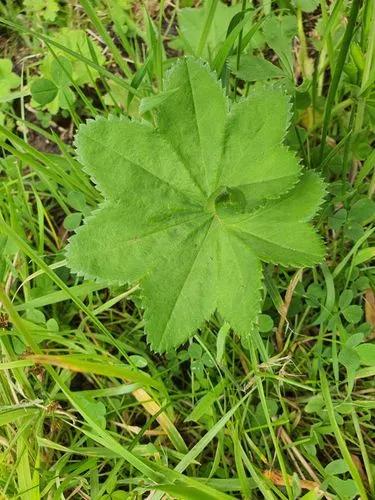 Hairy Lady's Mantle