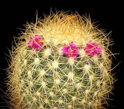 Mammillaria Rhodantha