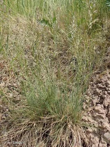 Festuca Burgundiana