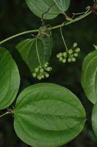 Smilax Tamnoides