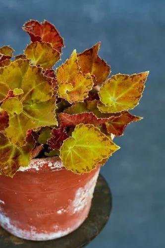 Martha Stewart Begonia