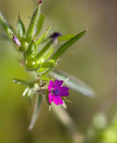 Cut-Leaved Crane'S-Bill