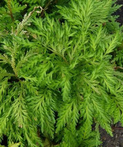 Selaginella Umbrosa